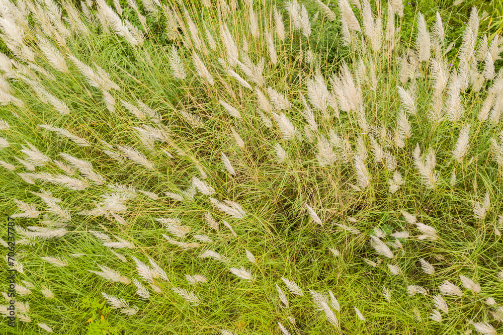 wild sugarcane grass wild sugarcane grass
