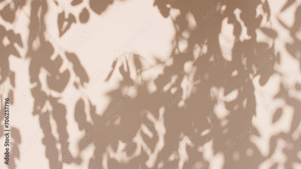 Transparent soft light and shadows from branches, plant, foliage and leaves. Sun and shadows. Gray shadow of the leaves on a wall. Space for text. Product presentation, mockup for advertising. . High Transparent soft light and shadows from branches, plant, foliage and leaves. Sun and shadows. Gray shadow of the leaves on a wall. Space for text. Product presentation, mockup for advertising. . High