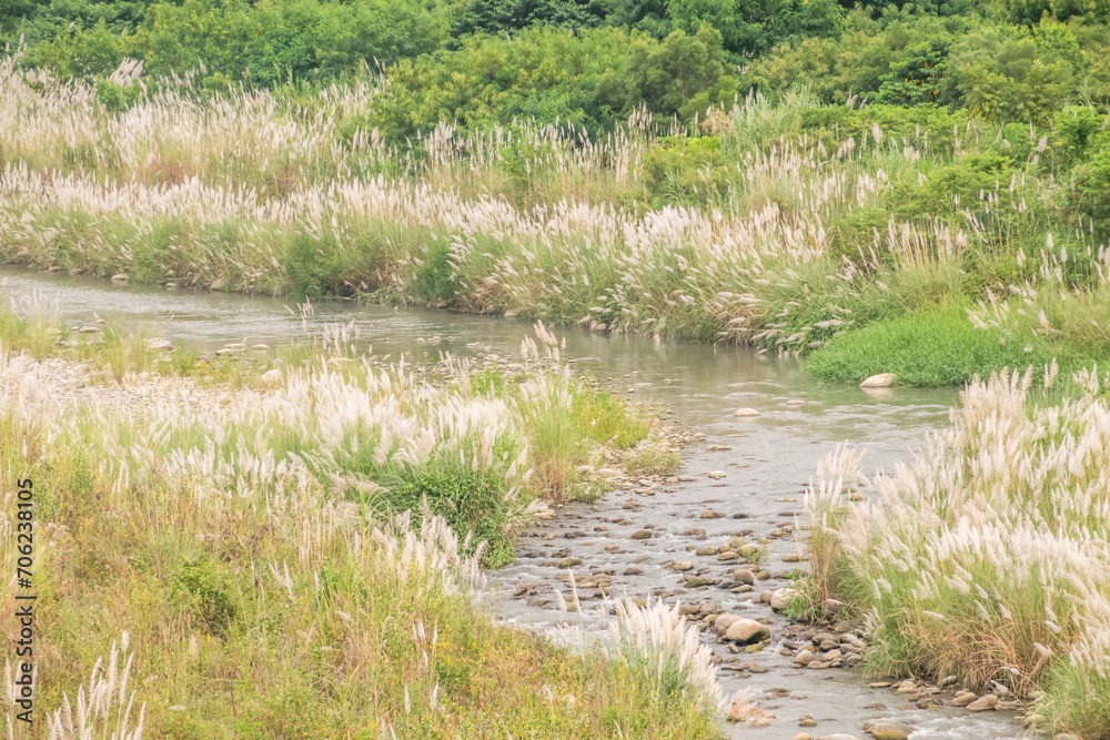 wild sugarcane grass wild sugarcane grass