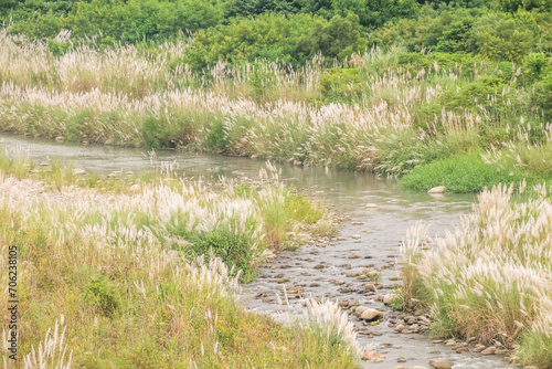 wild sugarcane grass
