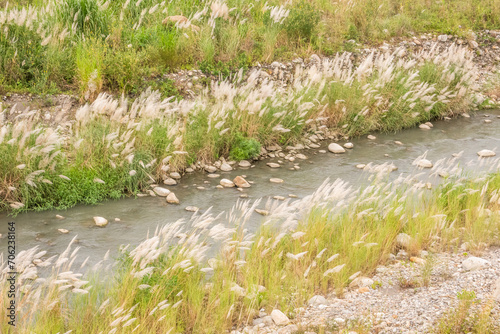 wild sugarcane grass
