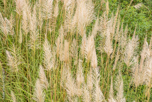 wild sugarcane grass