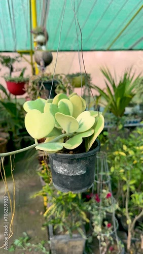 Hoya kerrii plant in a hanging pot photo