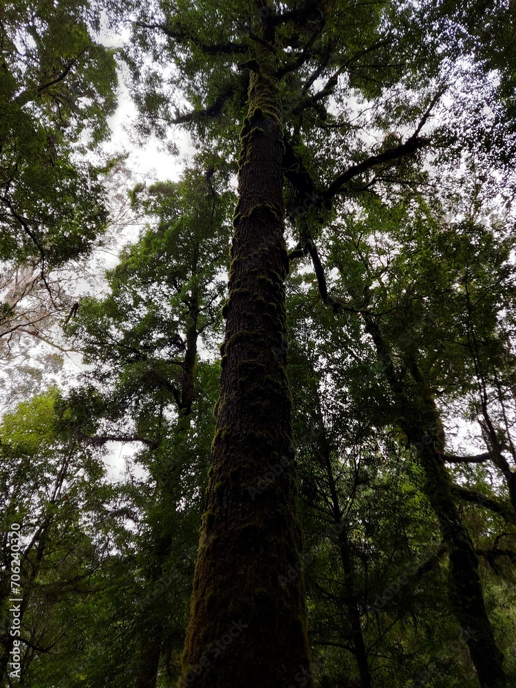 Fototapeta premium trees in the forest