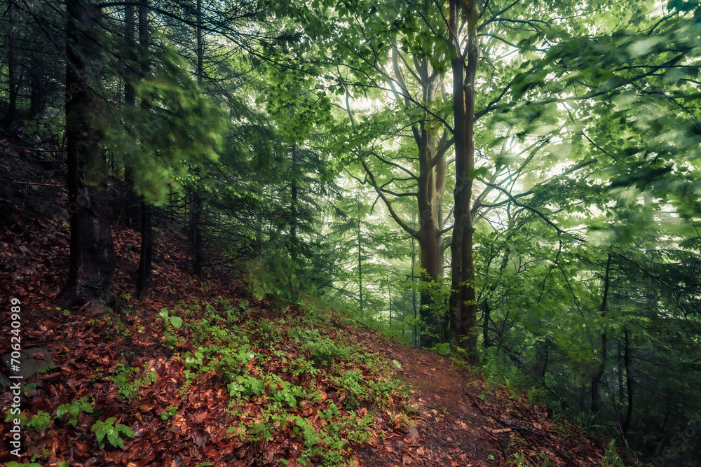 Obraz premium Windy morning scene of green foliage forest. Huge rain in dawk woodland. Fabulous summer landscape of Carpathian forest. Beauty of nature concept background..