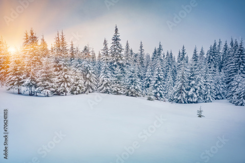 Sunrise in woodland. Untouched winter landscape. Stunning morning view of Carpathian valleys with snow covered fir trees. Calm outdoor scene of mountain forest. Christmas postcard. photo