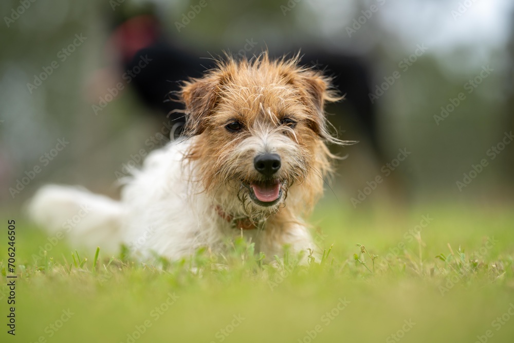 jack russell Dog portrait on a farm in a field of green grass in spring jack russell Dog portrait on a farm in a field of green grass in spring