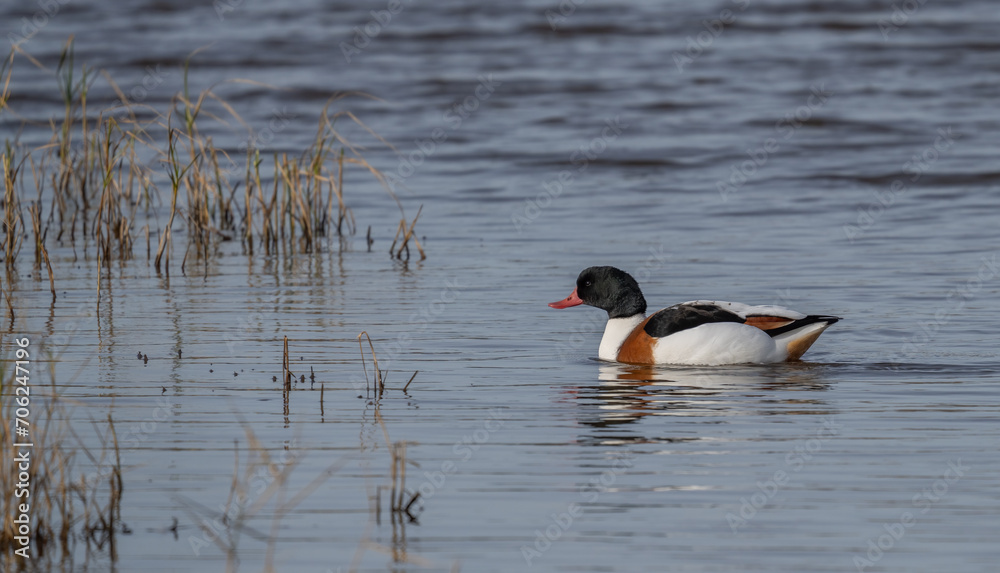 Common Shelduck swimming in the lagoon Common Shelduck swimming in the lagoon