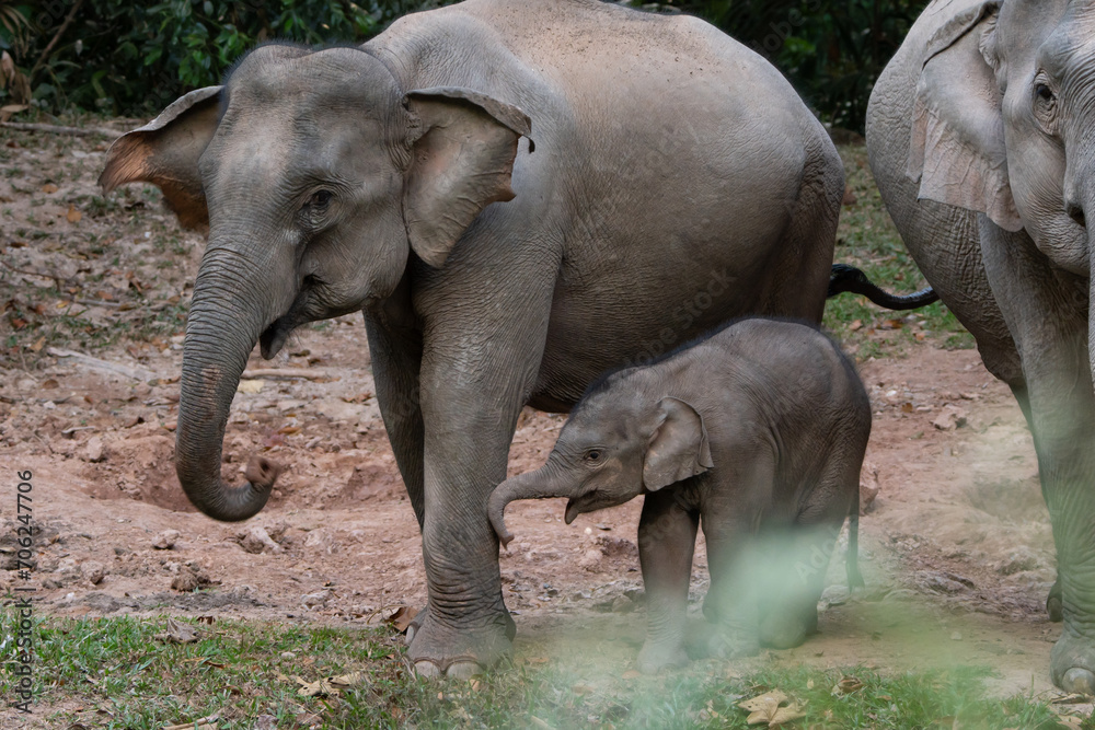 Fototapeta premium elephants