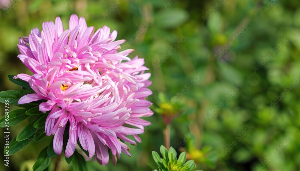 Aster flowering in the garden with copy space Aster flowering in the garden with copy space