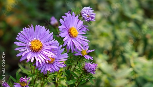 Aster flowering in the garden with copy space