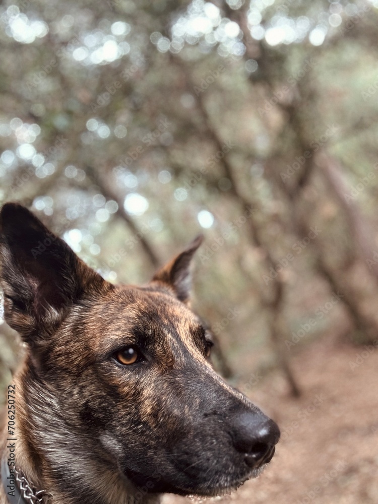 Shepherd dog close up head attentive in the middle of forest. Shepherd dog close up head attentive in the middle of forest.
