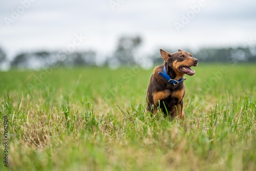 working kelpie dog on a farm in long grass in zew zealand