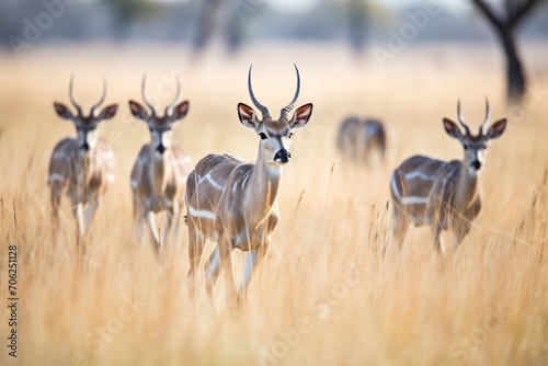 kudu herd grazing on savannah grassland
