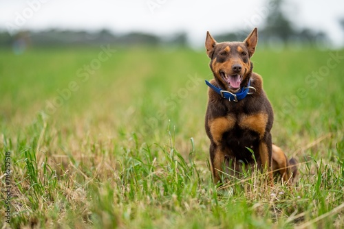 Konstfotografi kelpie dog working dog on a sheep farm