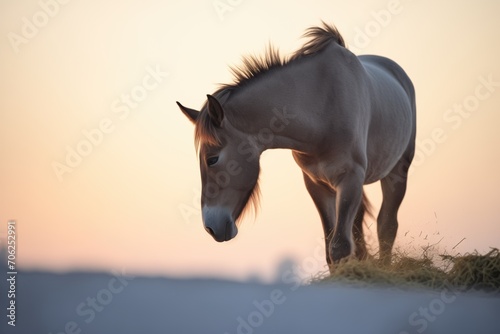 backlit mule silhouette with dust halo at sunset