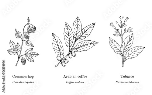 Collection of edible and medicinal plants