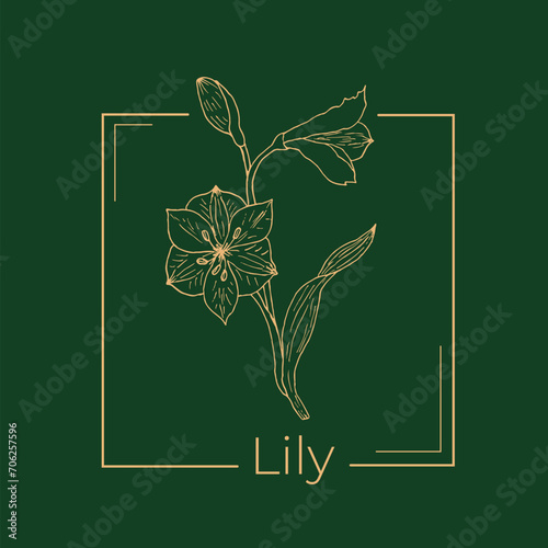 Peruvian lily or Alstroemeria pelegrina hand drawn logo template photo