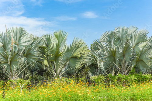 Palm trees in the garden