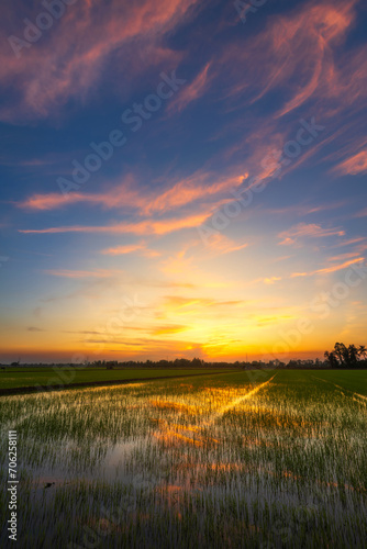 Obraz na płótnie Scenic view landscape of Rice field green grass with field cornfield or in Asia country agriculture harvest with fluffy clouds blue sky sunset evening background. w salonie