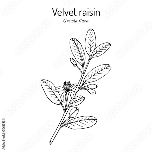 Velvet raisin (Grewia flava), edible and medicinal plant