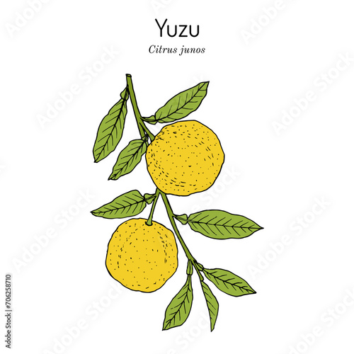 Yuzu (Citrus junos), japanese edible citrus fruit.