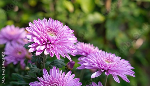 Chrysanthemum flowering in the garden  with copy space