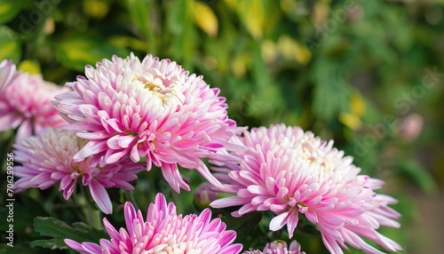 Chrysanthemum flowering in the garden  with copy space