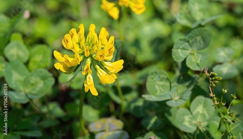 Clover flowering in the garden, with copy space