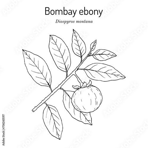 Bombay Ebony (Diospyros montana), edible and medicinal plant