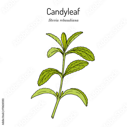 Stevia rebaudiana known as candyleaf