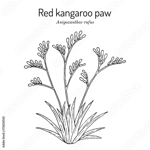 Red kangaroo paw (Anigozanthos rufus), ornamental plant