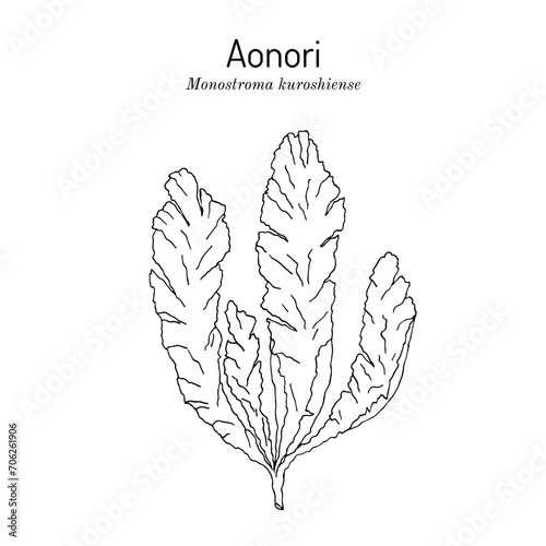 Aonori (Monostroma kuroshiense), edible green seaweed