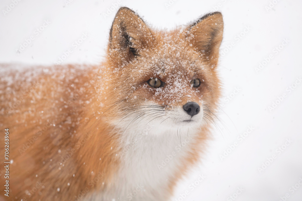 Fototapeta premium 雪の日のキタキツネ
