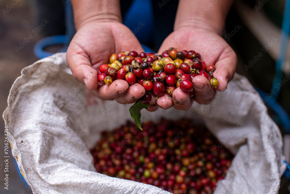 Coffee farmer or worker holding coffee beans on hands checks the quality of bean before take to roasted in machine is coffee process business concept. Coffee farmer or worker holding coffee beans on hands checks the quality of bean before take to roasted in machine is coffee process business concept.