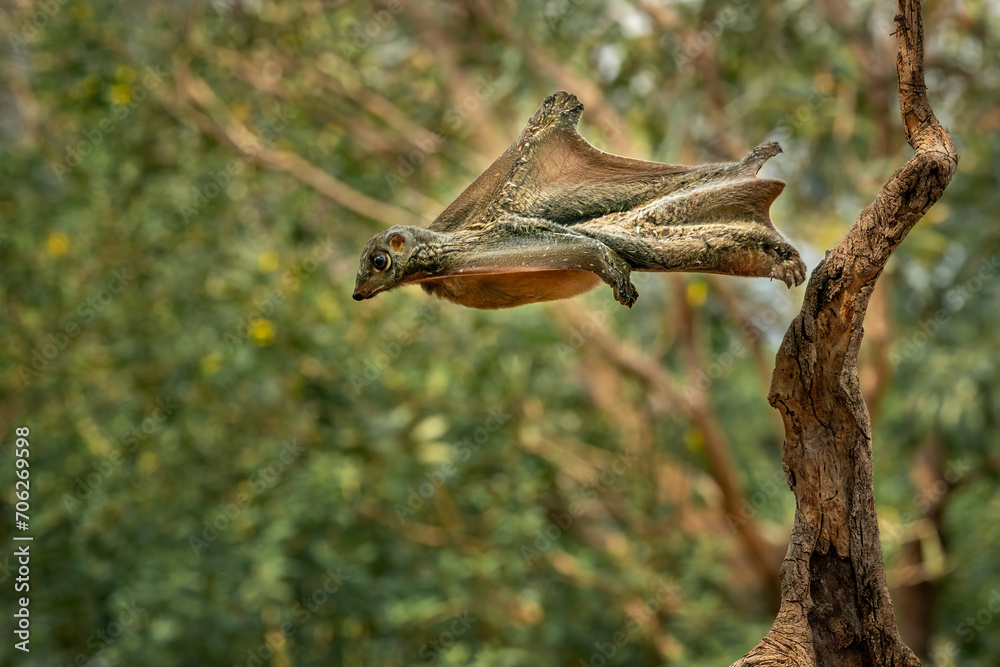 Flying lemur in the rainforest of Java, Indonesia.