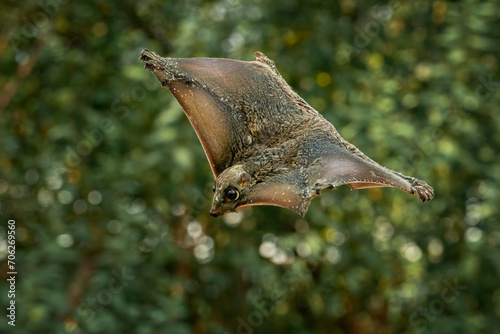 Flying lemur in the rainforest of Java, Indonesia.