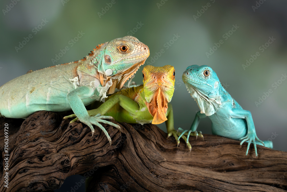 Fototapeta premium Juveniles Blue, Red, and Blue Red Iguanas.