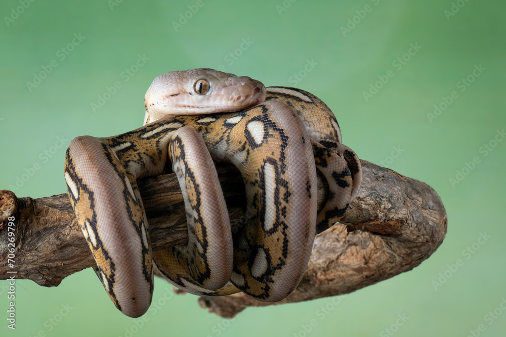 The Reticulated Python (Malayopython reticulatus) is a python species ...