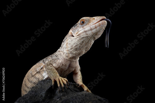 The Savannah Monitor (Varanus exanthematicus) is a species of monitor lizard native to Africa. photo