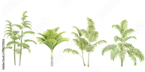 Areca palm Veitchia trees with transparent background  3D rendering  for illustration  digital composition  architecture visualization