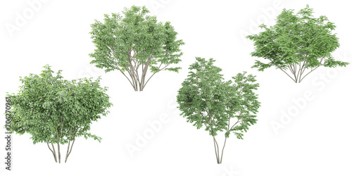 Birch Dogwood trees on transparent background  for illustration  digital composition  and architecture visualization