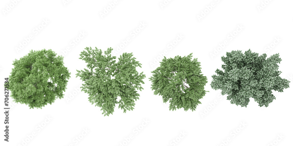 Elm,Dogwood trees collection of top view isolated on transparent background Elm,Dogwood trees collection of top view isolated on transparent background