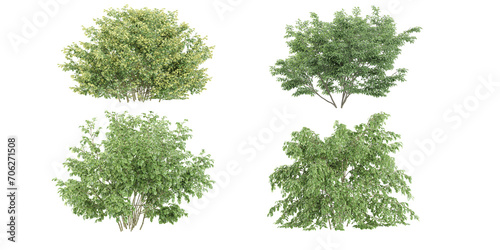 Dogwood, olive, trees and shrubs in summer isolated on white background. Forestscape. High quality clipping mask. Forest and green foliage photo
