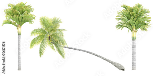 Manila palm,Coconut and palm trees Isolated tree on white background, The collection of trees.Large trees are growing in summer