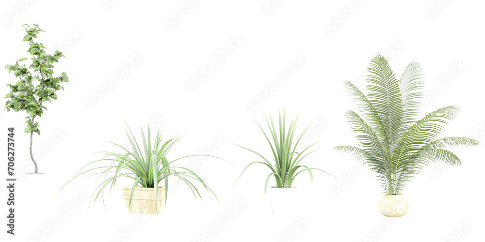 Puya coerulea,Agave americana,plam Leaf and young  trees on transparent background, 3D rendering