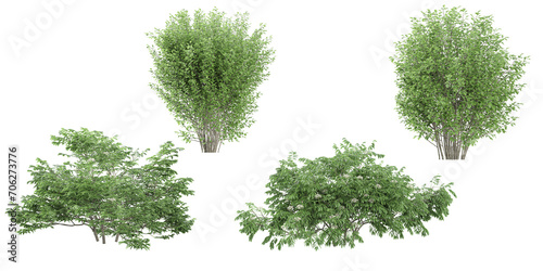 Jungle Chinese Elderberry  River Birch Korean Stewartia trees shapes cutout 3d render