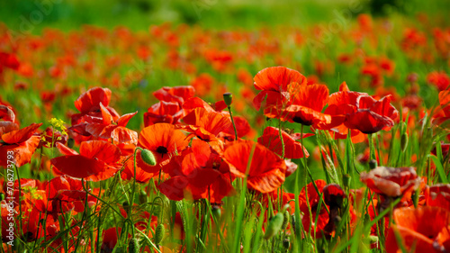 poppy. red poppy. Flowers Red poppies blossom on wild field. Beautiful field red poppies with selective focus