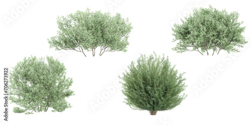 Salix Purpurea Nana,Olive trees isolated on white background, tropical trees isolated used for architecture photo