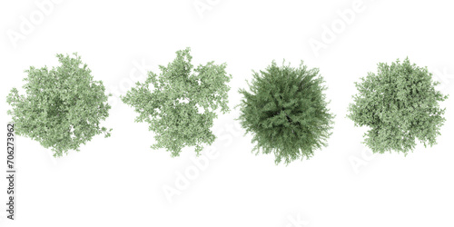 Set of Salix Purpurea Nana,Olive trees and shrubs, 3D rendering. top view, plan view, for illustration, architecture presentation, visualization, digital composition photo